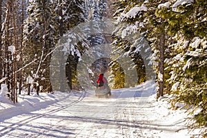 Spring forest in the North