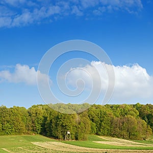 Spring forest over blue sky 7