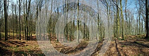 Spring forest panorama