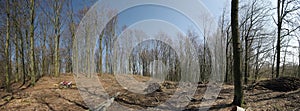 Spring forest panorama