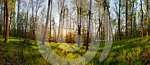 Spring forest panorama with sun