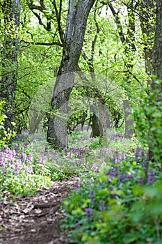 Spring forest path