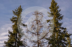 Spring forest with pines and spruces with short needles on the background with tender blue sky. Sunny day. Bottom view on the tree