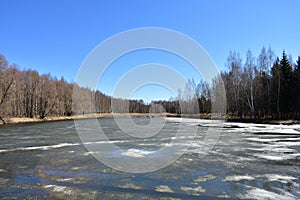 Spring forest pond, melting ice and snow over the water. Birch grove. The willows bent their branches over the water. Blue sky