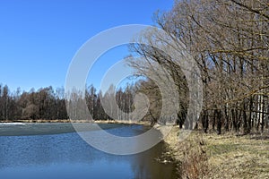 Spring forest pond, melting ice and snow over the water. Birch grove. The willows bent their branches over the water. Blue sky