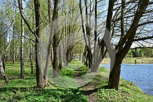 Spring forest. A pond in a wooded area. The first foliage. Birch grove. Blue sky