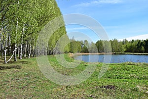 Spring forest. A pond in a wooded area. The first foliage. Birch grove. Blue sky