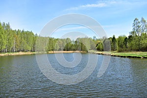 Spring forest. A pond in a wooded area. The first foliage. Birch grove. Blue sky