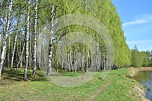 Spring forest. A pond in a wooded area. The first foliage. Birch grove. Blue sky