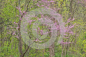 Spring Forest with Redbud in Bloom