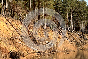 Spring forest and river