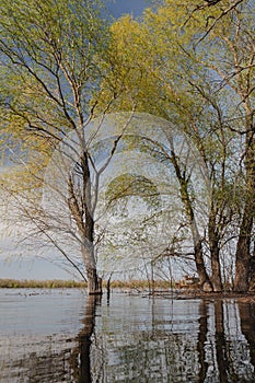 Spring forest river landscape. Forest river in springtime. Fallen tree river forest scene