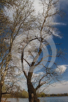 Spring forest river landscape. Forest river in springtime. Fallen tree river forest scene