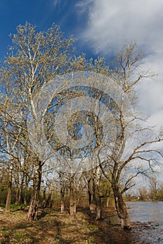 Spring forest river landscape. Forest river in springtime. Fallen tree river forest scene