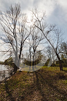 Spring forest river landscape. Forest river in springtime. Fallen tree river forest scene