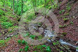 Spring forest river in the mountains