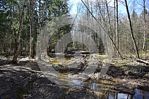 Spring forest. A road in a wooded area. Moss on trees. The first foliage. Blue sky