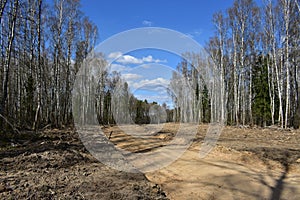 Spring forest. A road in a wooded area. Moss on trees. The first foliage. Blue sky