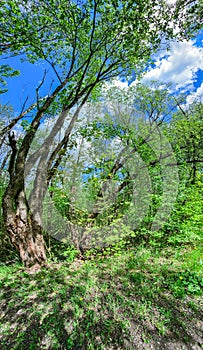 Spring forest scenery with green trees in bright sunny day. panoramic vertical view