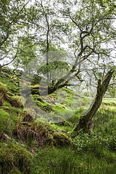 Spring in the Forest, Scotland