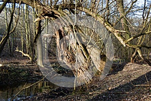 Spring in a forest with a stream and old willow