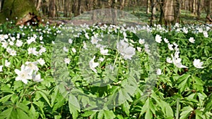 Spring forest sunny day