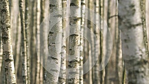Spring Forest On A Sunny Day. White Tree. Admirable Birch Grove By Diffused Daylight In Spring Time. Birch Trees In