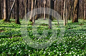 Spring forest during sunset. Flower blossoms in the springtime in the forest. Landscape in spring. Photo for the background.