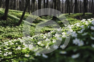 Spring forest during sunset. Flower blossoms in the springtime in the forest. Landscape in spring. Photo for the background.