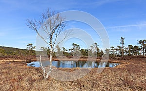 Spring in the forest, swamp with Birch tree in front of a pond Norway