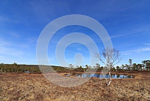 Spring in the forest, swamp with Birch tree in front of a pond Norway