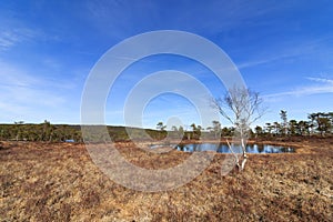 Spring in the forest, swamp with Birch tree in front of a pond Norway