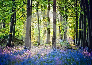 Spring forest theme with bluebells