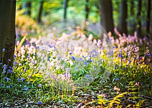Spring forest theme with bluebells