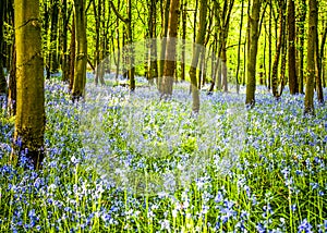 Spring forest theme with bluebells