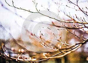 Spring forest theme with trees and sky