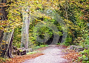 Spring forest theme with walk pathway ad chestnut trees