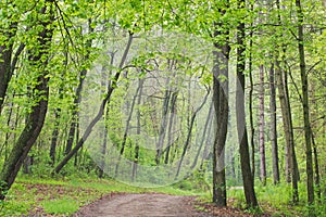 Spring Forest with Trail