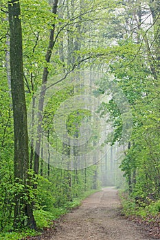 Spring Forest with Trail