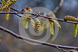 Spring forest. Tree branch with earrings on a blurred background