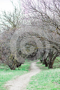 Spring forest, trees without leaves and green grass