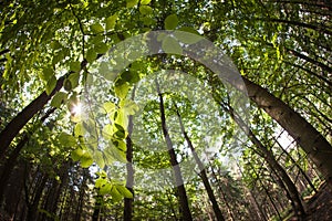 Spring forest treetops