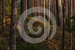 Spring forest at warm sunset