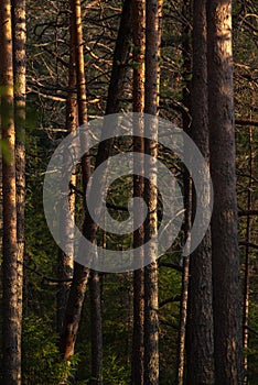 Spring forest at warm sunset