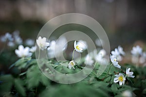 Spring forest with White Anemona flowers photo