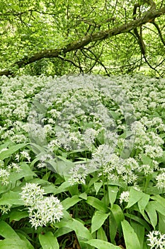 Spring forest with wild garlic Allium ursinum