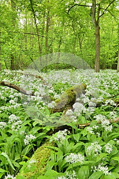 Spring forest with wild garlic Allium ursinum