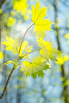 Spring Forest