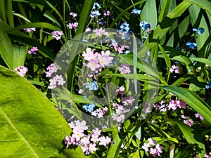 Forget-me-nots Fresh garden blue and pink flower