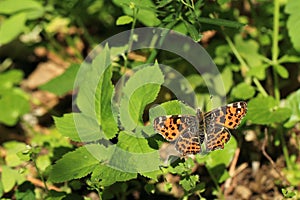 Spring form of map buttefly